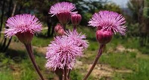 Invasive Plant Control